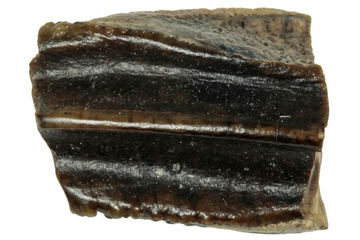 Fossil Hadrosaur (Edmontosaurus) Partial Tooth - Montana #319741